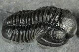 Detailed Gerastos Trilobite Fossil - Morocco #351280-2